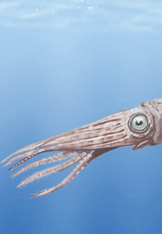 Leyendas de las profundidades: el calamar gigante