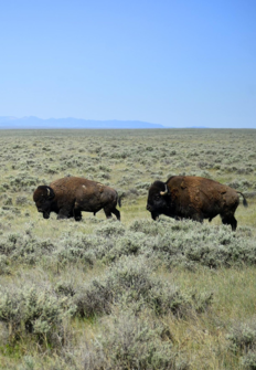 King of the prairie: Bison