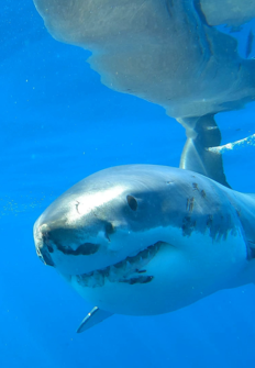 Ataques de tiburones: acceso exclusivo