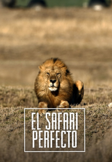El safari perfecto