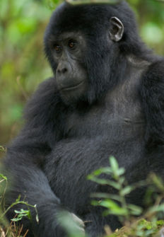 Gorilas de la montaa