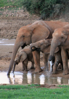 Grandes parques naturales de frica: parque nacional de los elefantes de Addo