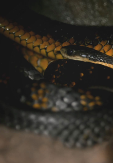 La isla de las serpientes: salvaje y letal