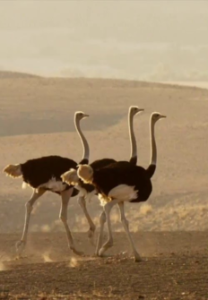 El avestruz. Una vida a la carrera