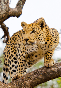 El leopardo y la hiena: una extraa alianza
