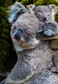 Los koalas, una vida lenta en un mundo acelerado