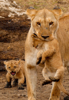 Grandes felinos del Serengueti