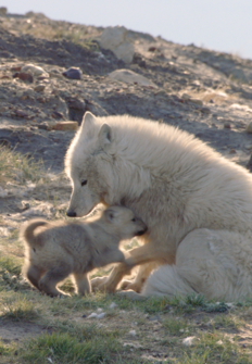 difícil Vivienda Lo anterior Lobos blancos: Fantasmas del Ártico | Programación TV