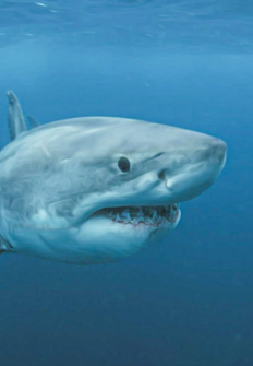 Los tiburones ms letales de Norteamrica