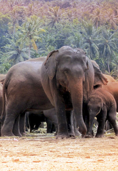 La gran reunin de los elefantes