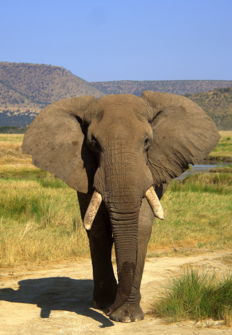 La marcha de los elefantes
