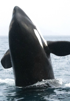 Orcas: aletas de cambio