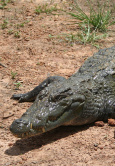 El cocodrilo gigante de Filipinas