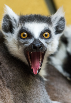 Los legendarios lemures de Madagasca