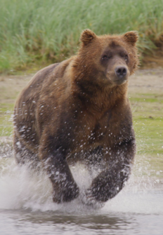 Osos Grizzly de Alaska