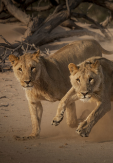 Reyes desaparecidos - Los leones del Namib