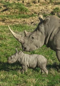 Los secretos del zoo: Rinocerontes