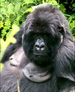 Una hembra de gorila de montaa.
